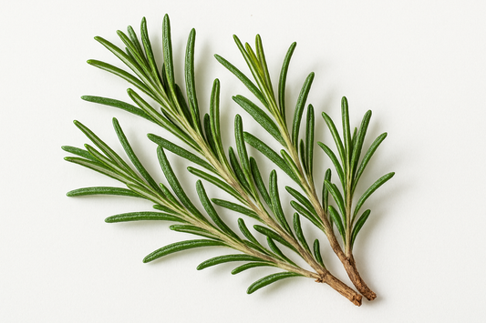 Rosemary: The Sacred Herb of Remembrance and Protection