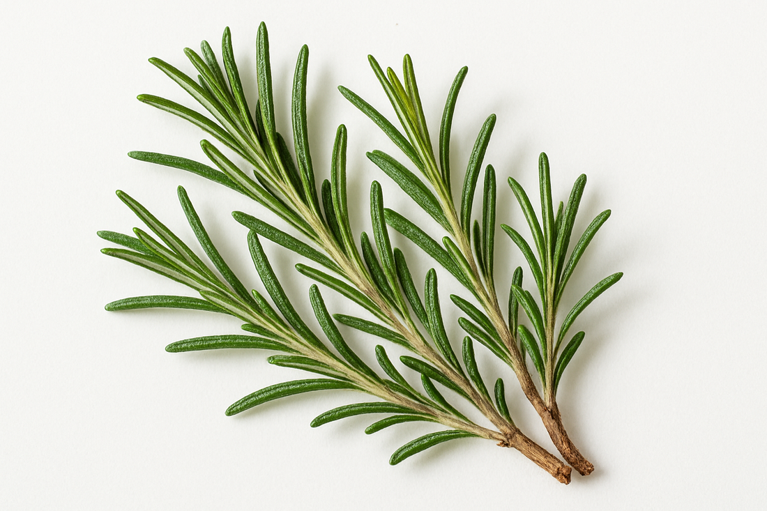 Rosemary: The Sacred Herb of Remembrance and Protection